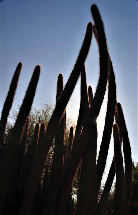 cactus